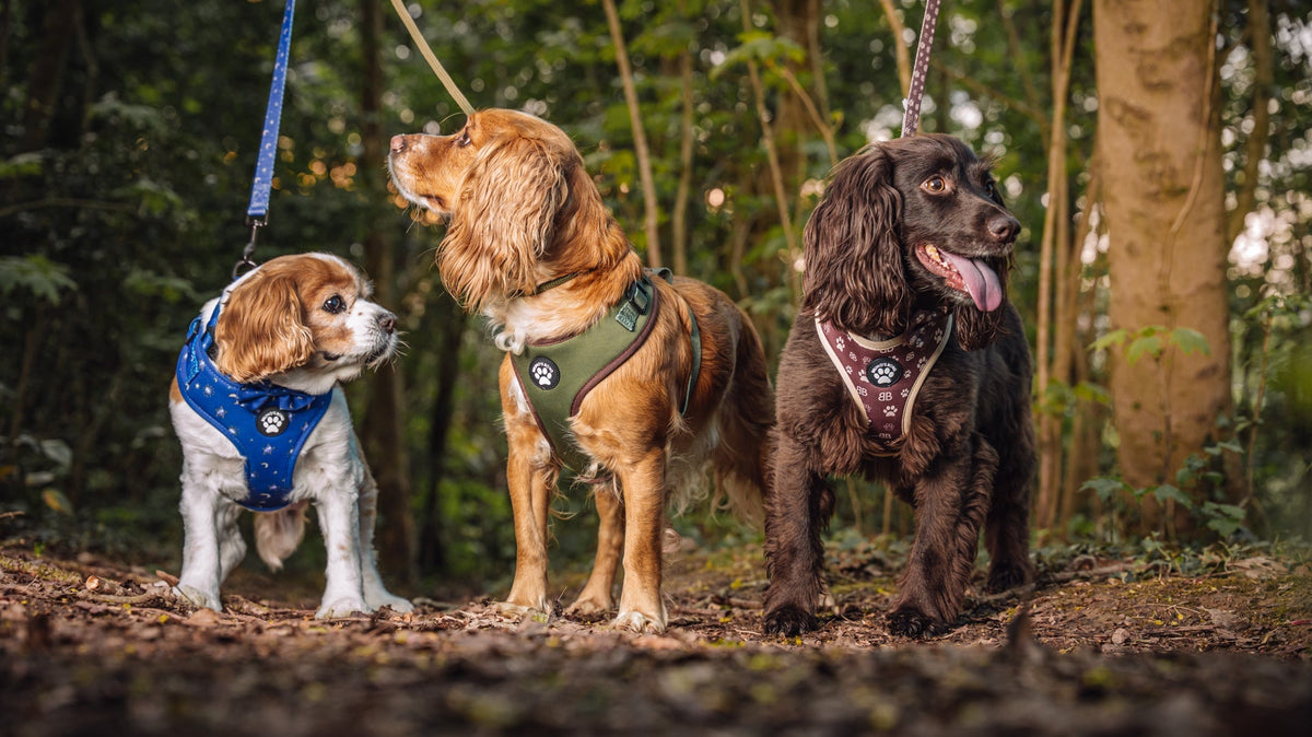 How to Stop Your Dog Pulling on the Lead