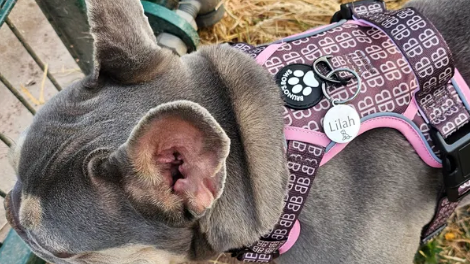 Best No-Pull Dog Harness UK: What to Actually Look For