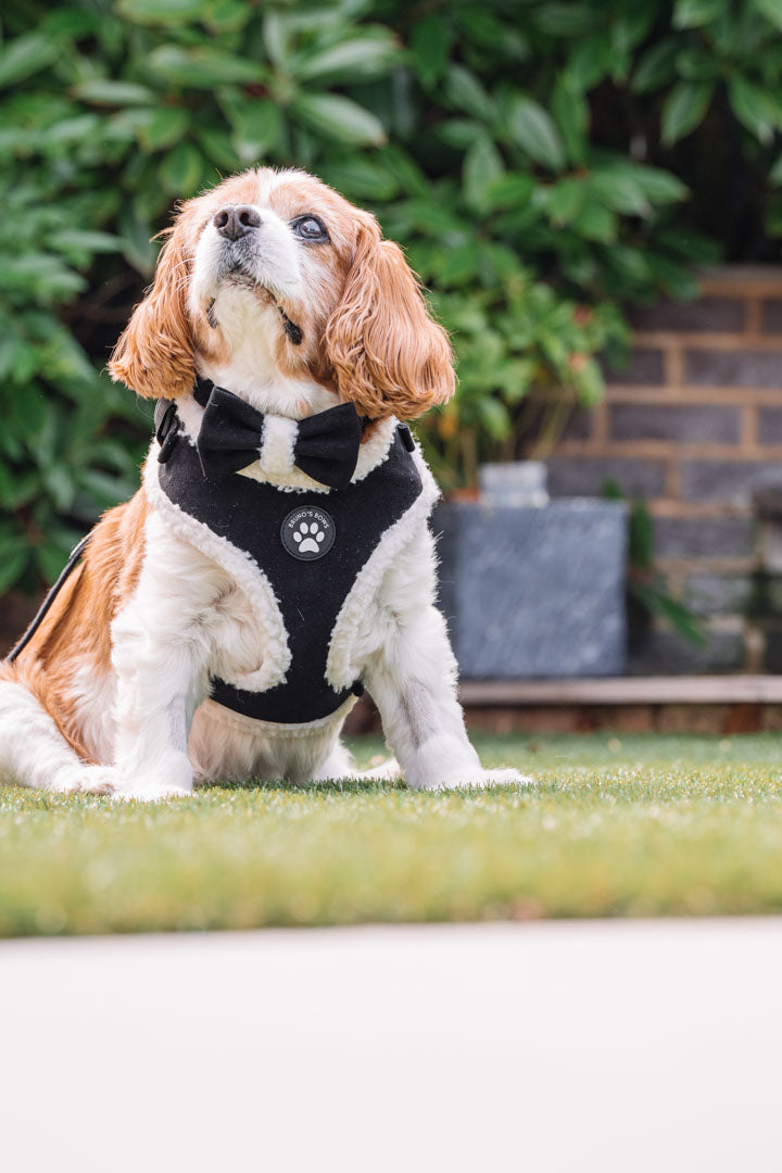 Black Velvet Harness Bundle