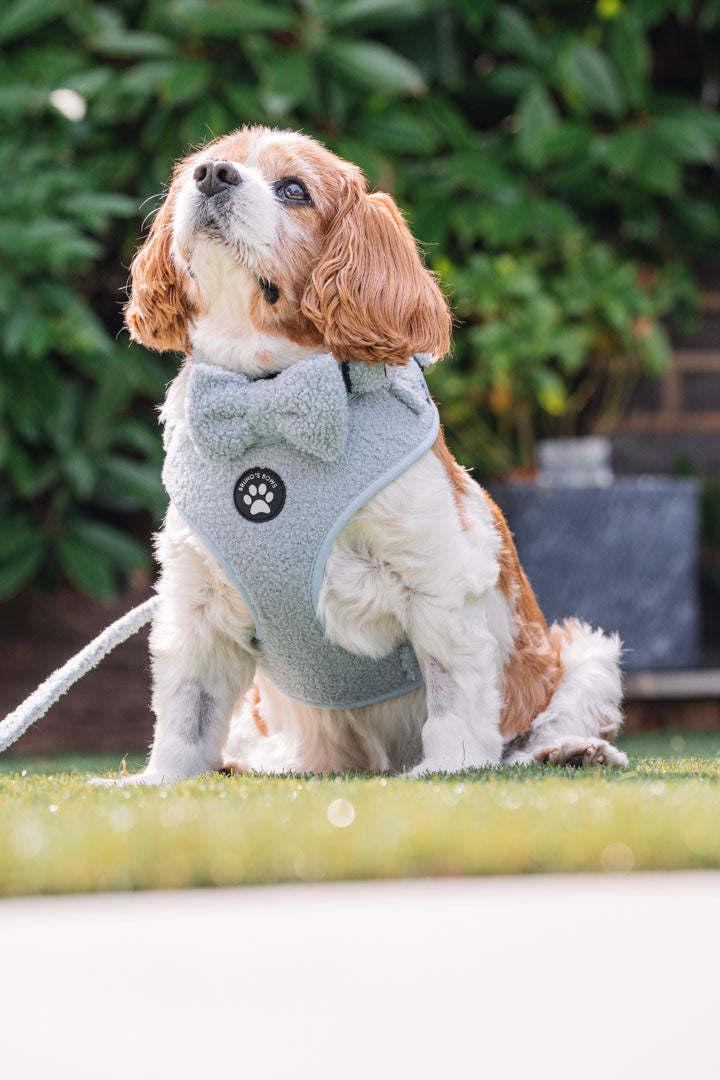 Teddy Blue Harness