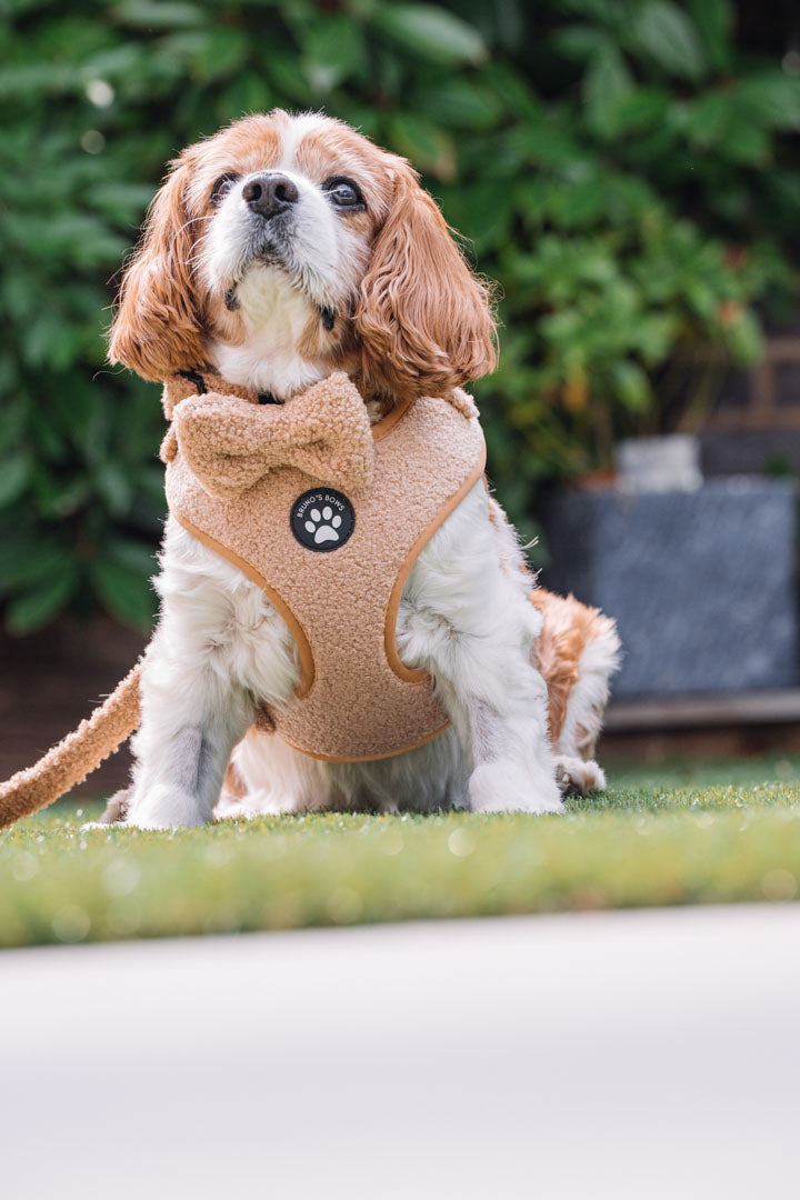 Teddy Brown Bowtie