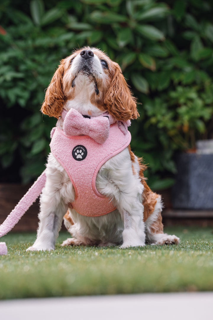 Teddy Pink Harness Bundle