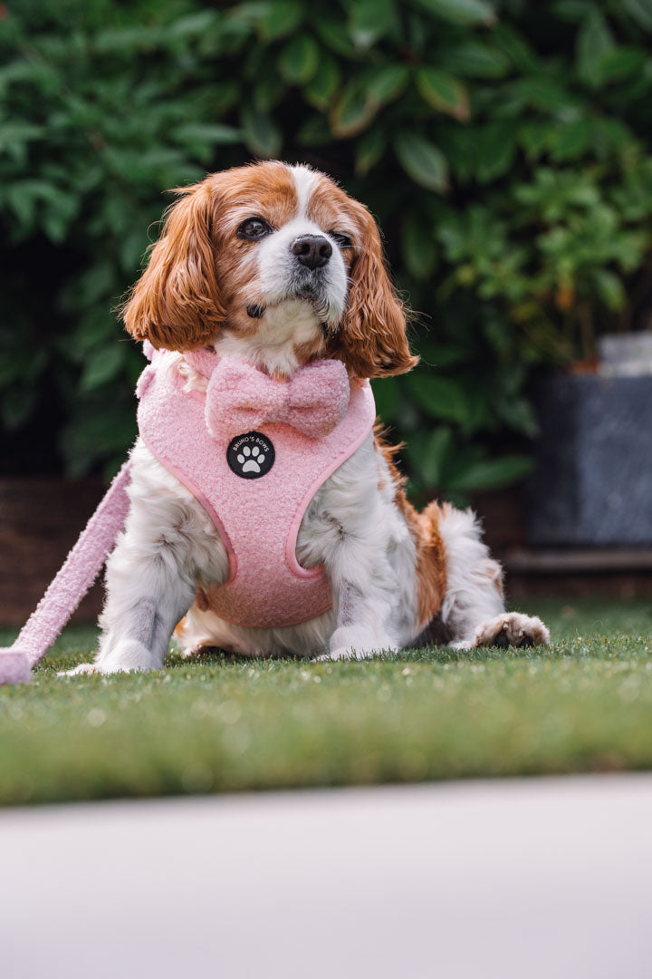 Teddy Pink Harness Bundle