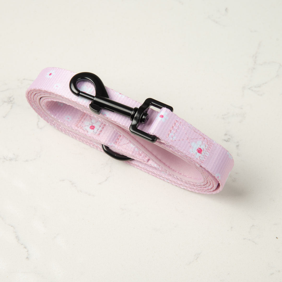 Daisy Lead