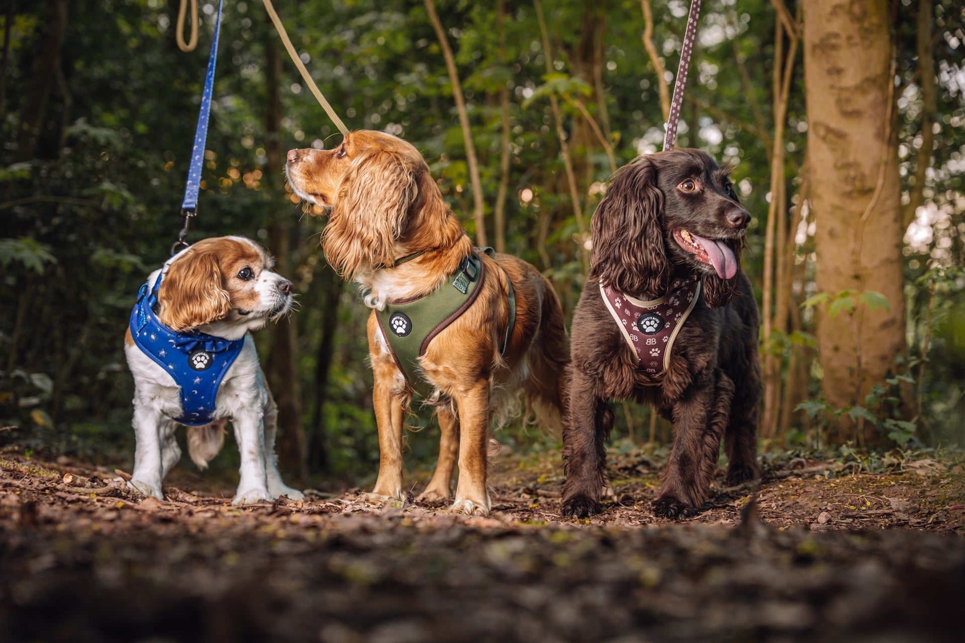 How to Stop Your Dog Pulling on the Lead