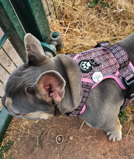 Best No-Pull Dog Harness UK: What to Actually Look For