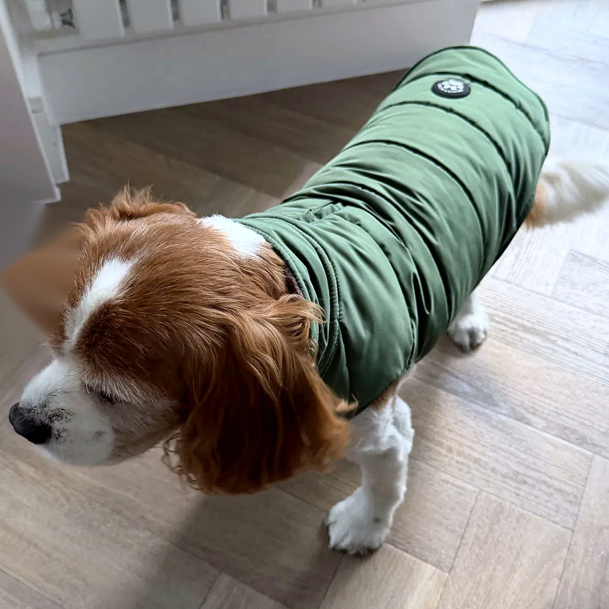Cavalier King Charles Spaniel wearing the Woodland Green dog puffer coat