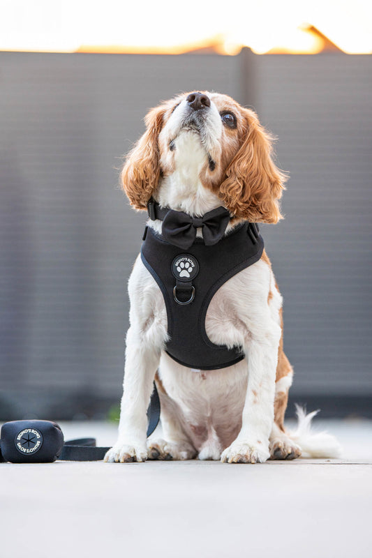 Midnight Harness Bundle