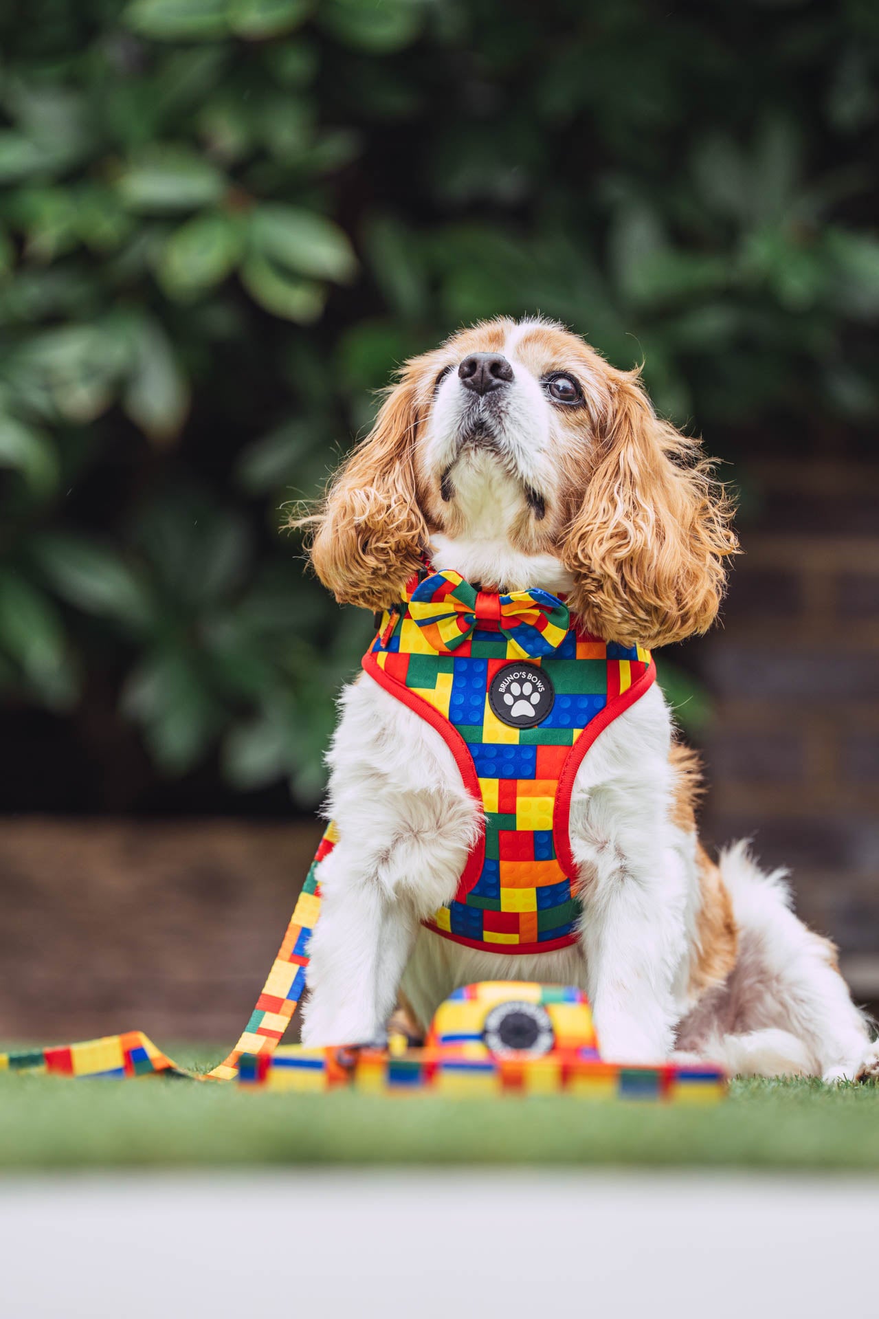 Brick Dog Harness