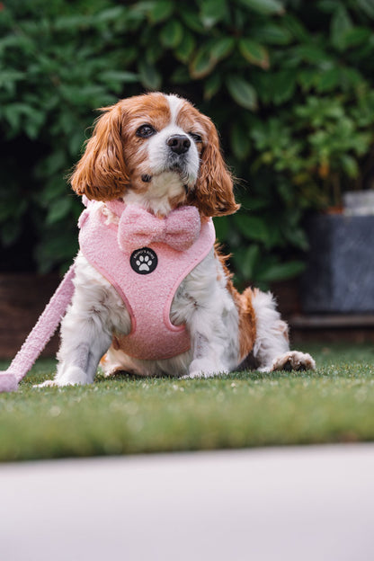 Teddy Pink Harness Bundle
