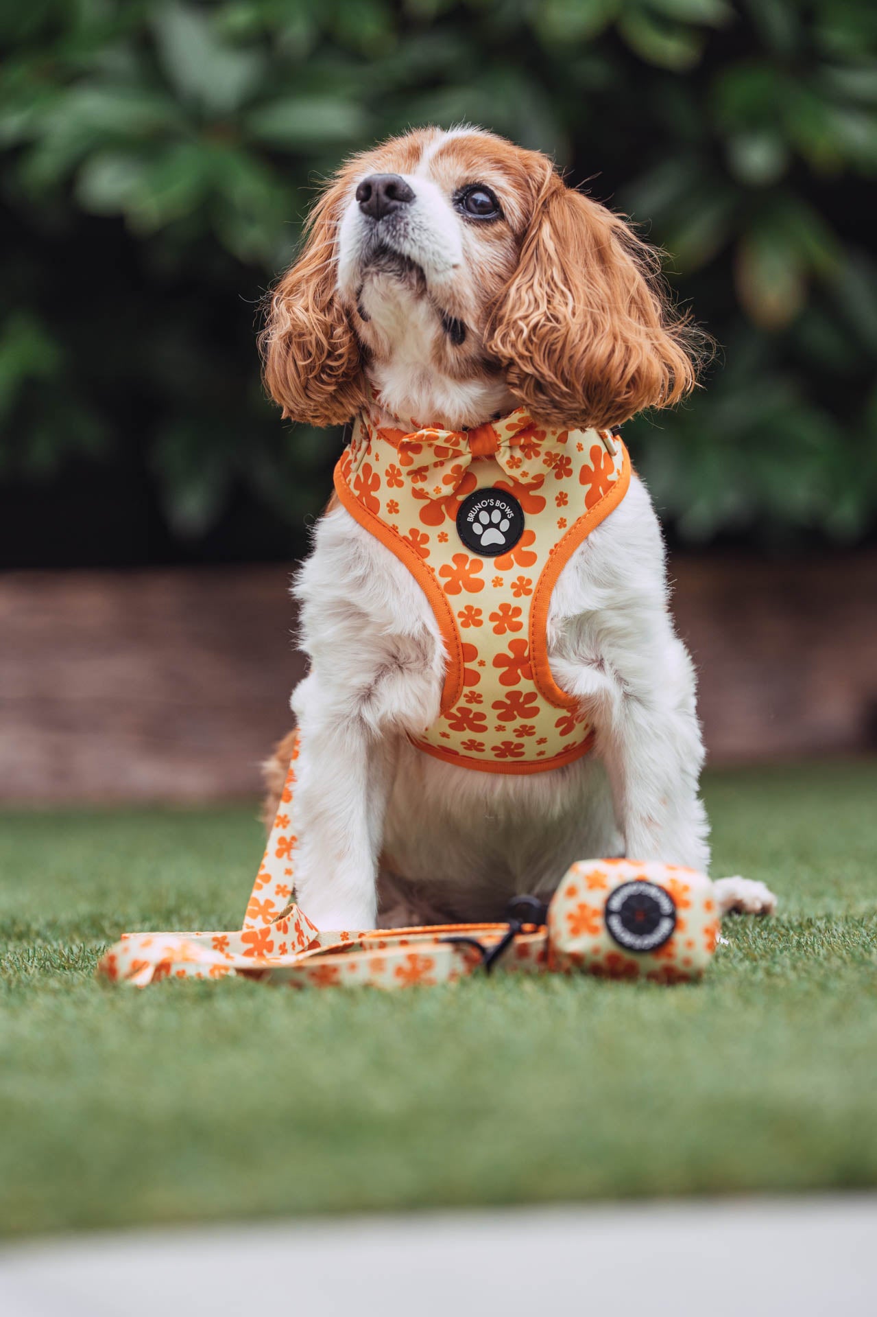 Fleur Dog Harness