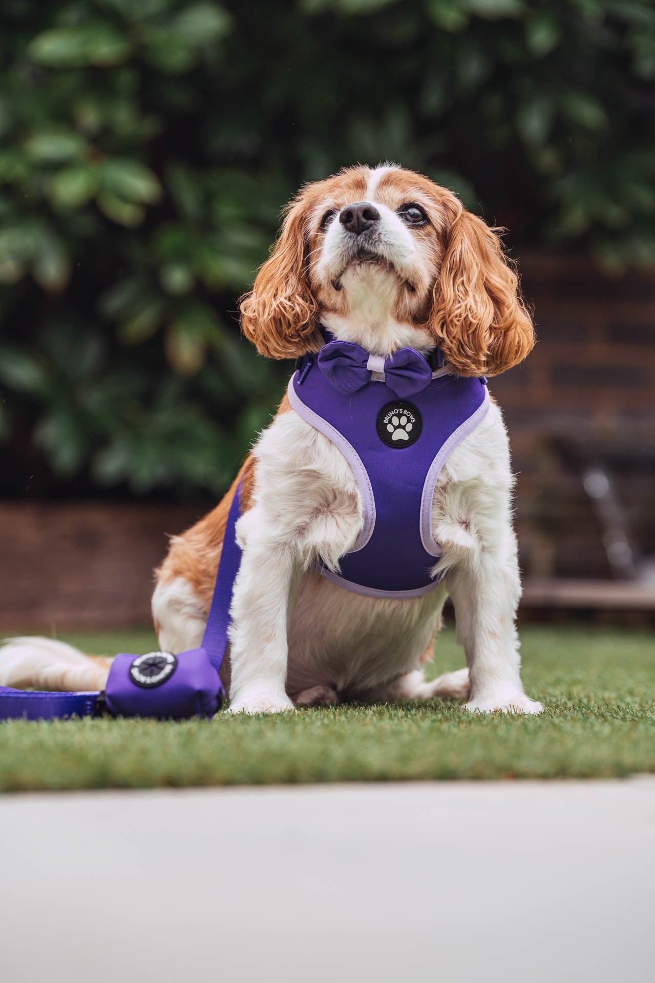 Violet Dog Harness